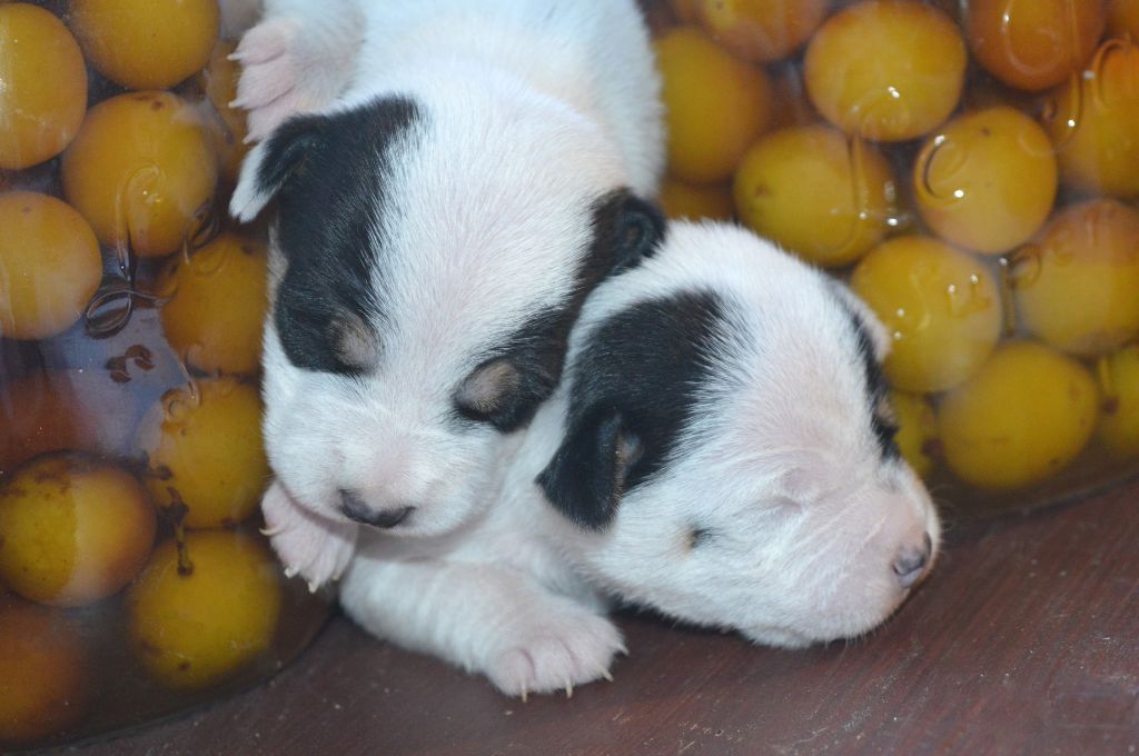 Du site corot - Les chiots d'Histoire sont nés !