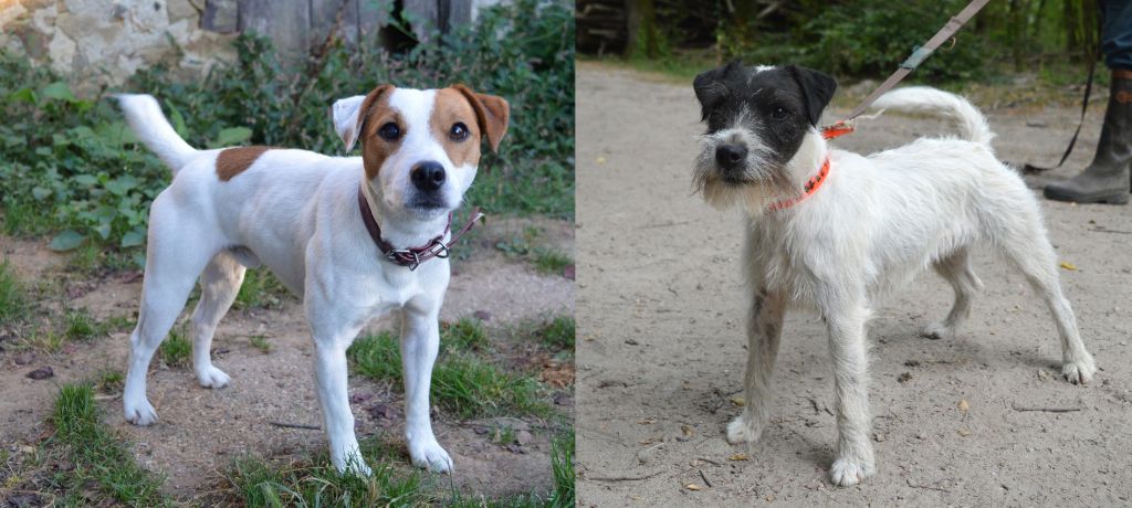 chiot Parson Russell Terrier Du site corot