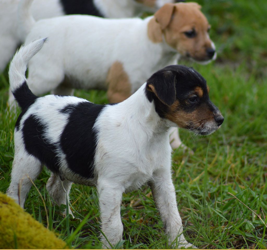 Du site corot - Chiot disponible  - Parson Russell Terrier