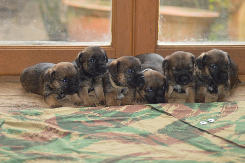 Du site corot - Border Terrier - Portée née le 22/02/2018