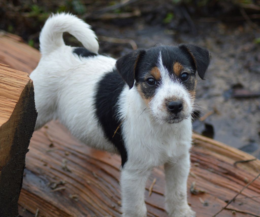 Du site corot - Chiot disponible  - Parson Russell Terrier