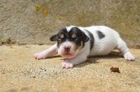 Du site corot - Parson Russell Terrier - Portée née le 01/07/2021