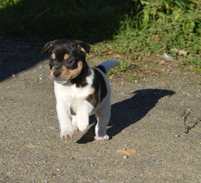 Du site corot - Parson Russell Terrier - Portée née le 02/12/2024