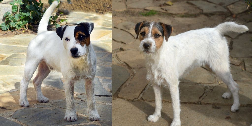 chiot Parson Russell Terrier Du site corot