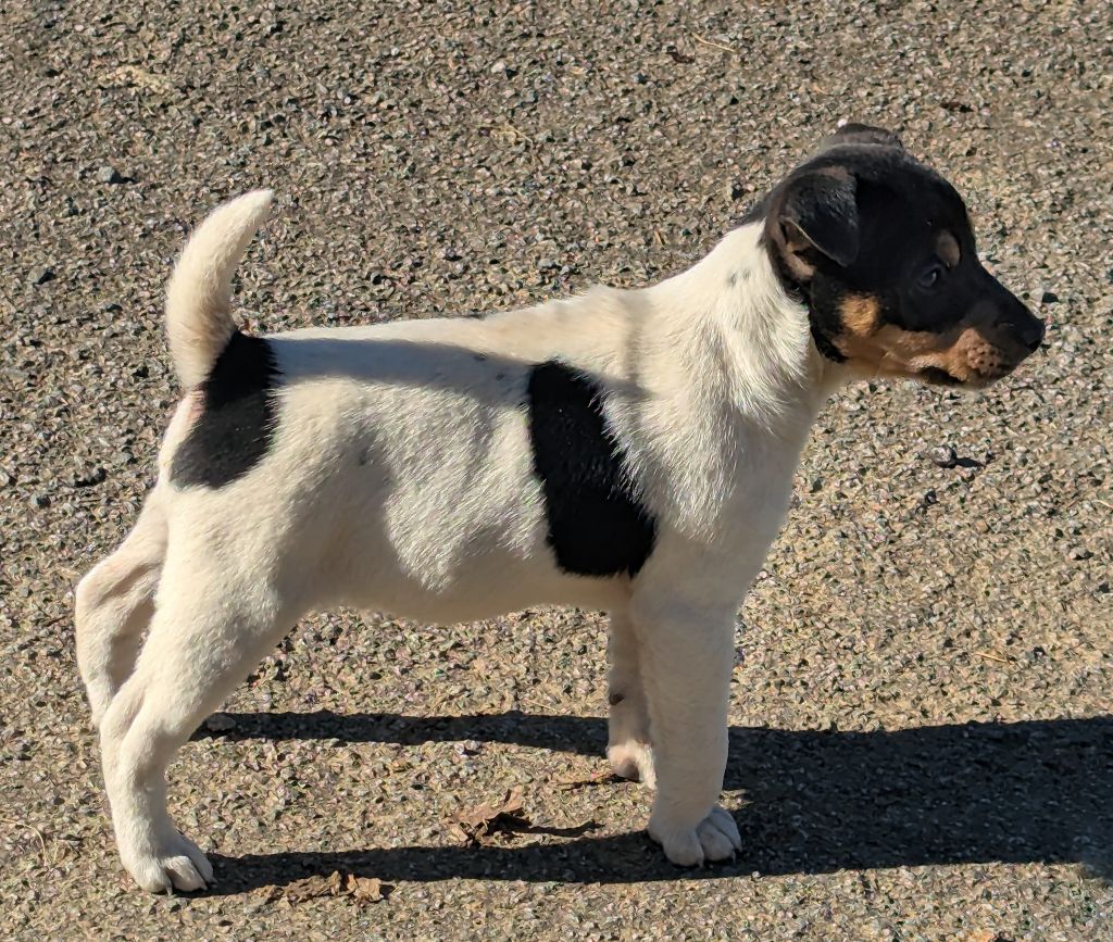 Du site corot - Chiot disponible  - Parson Russell Terrier