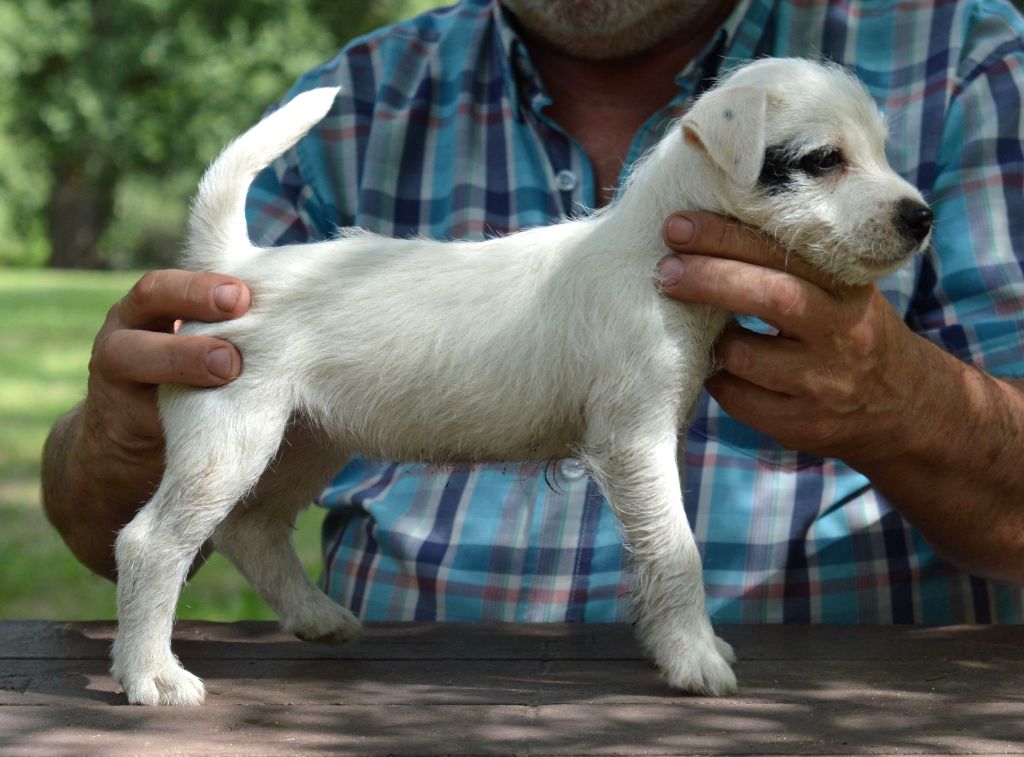 Du site corot - Chiots disponibles - Parson Russell Terrier