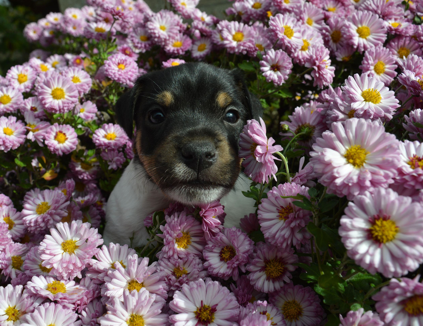 Du site corot - Chiots disponibles - Parson Russell Terrier