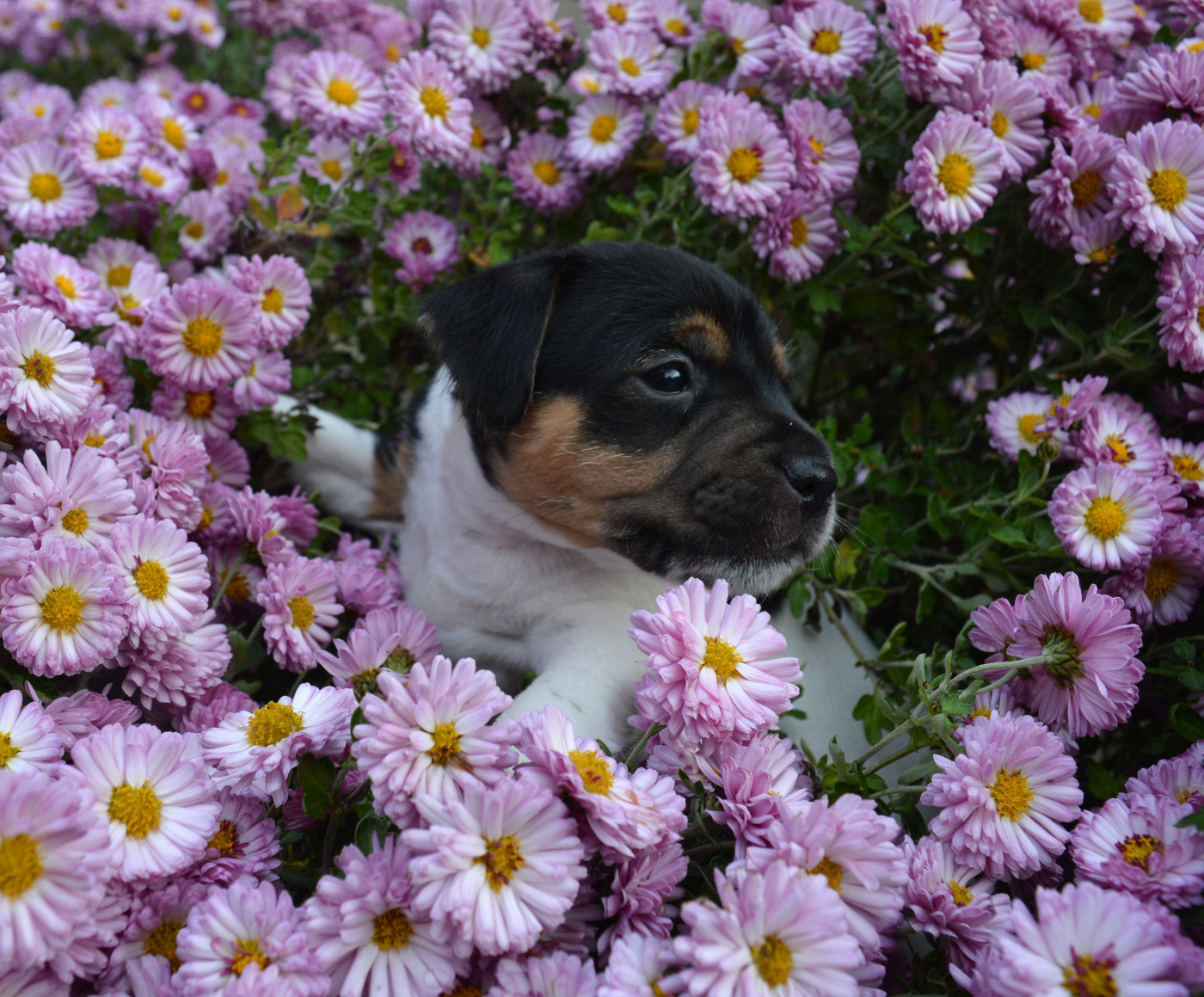 Du site corot - Chiots disponibles - Parson Russell Terrier