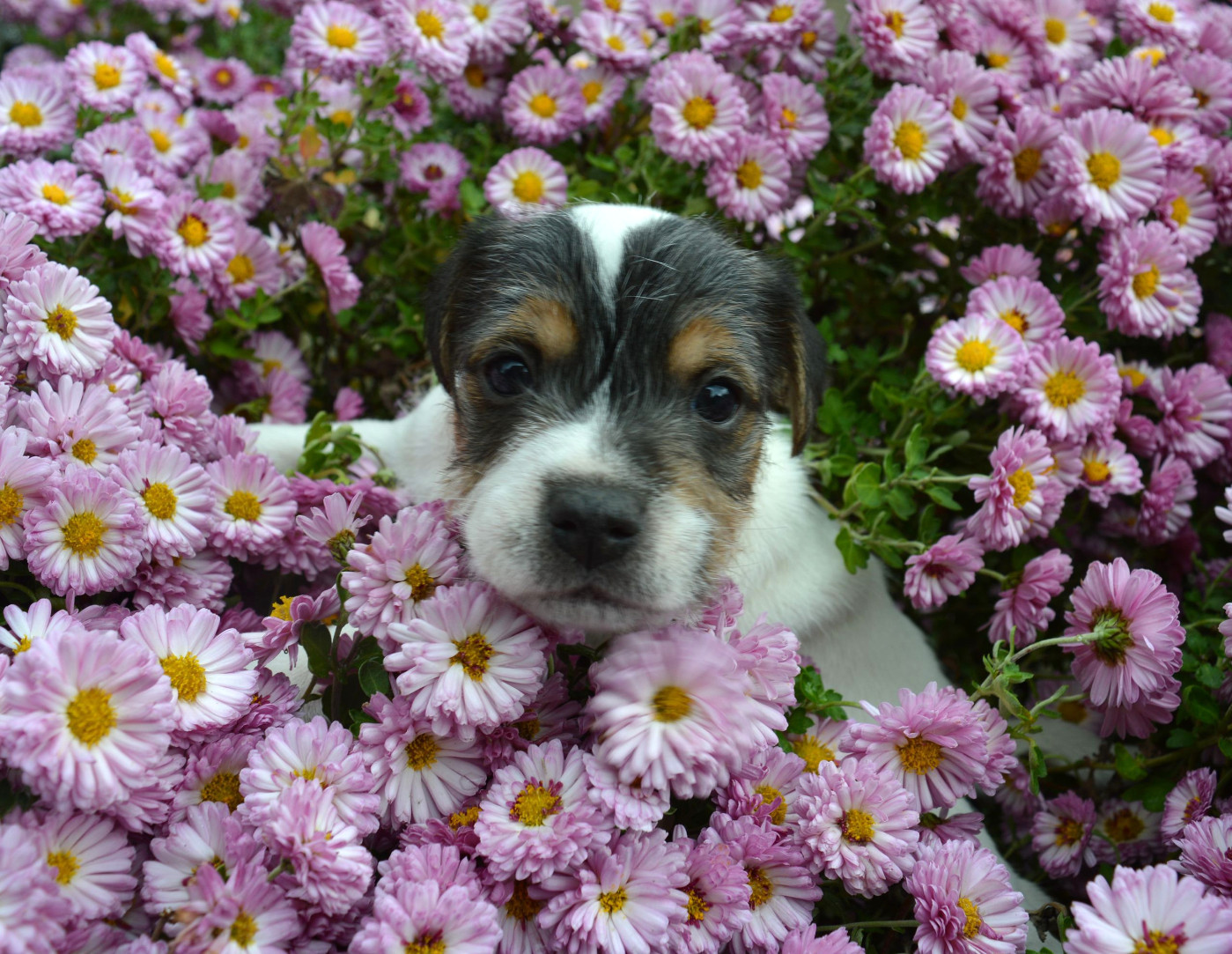 Du site corot - Chiots disponibles - Parson Russell Terrier