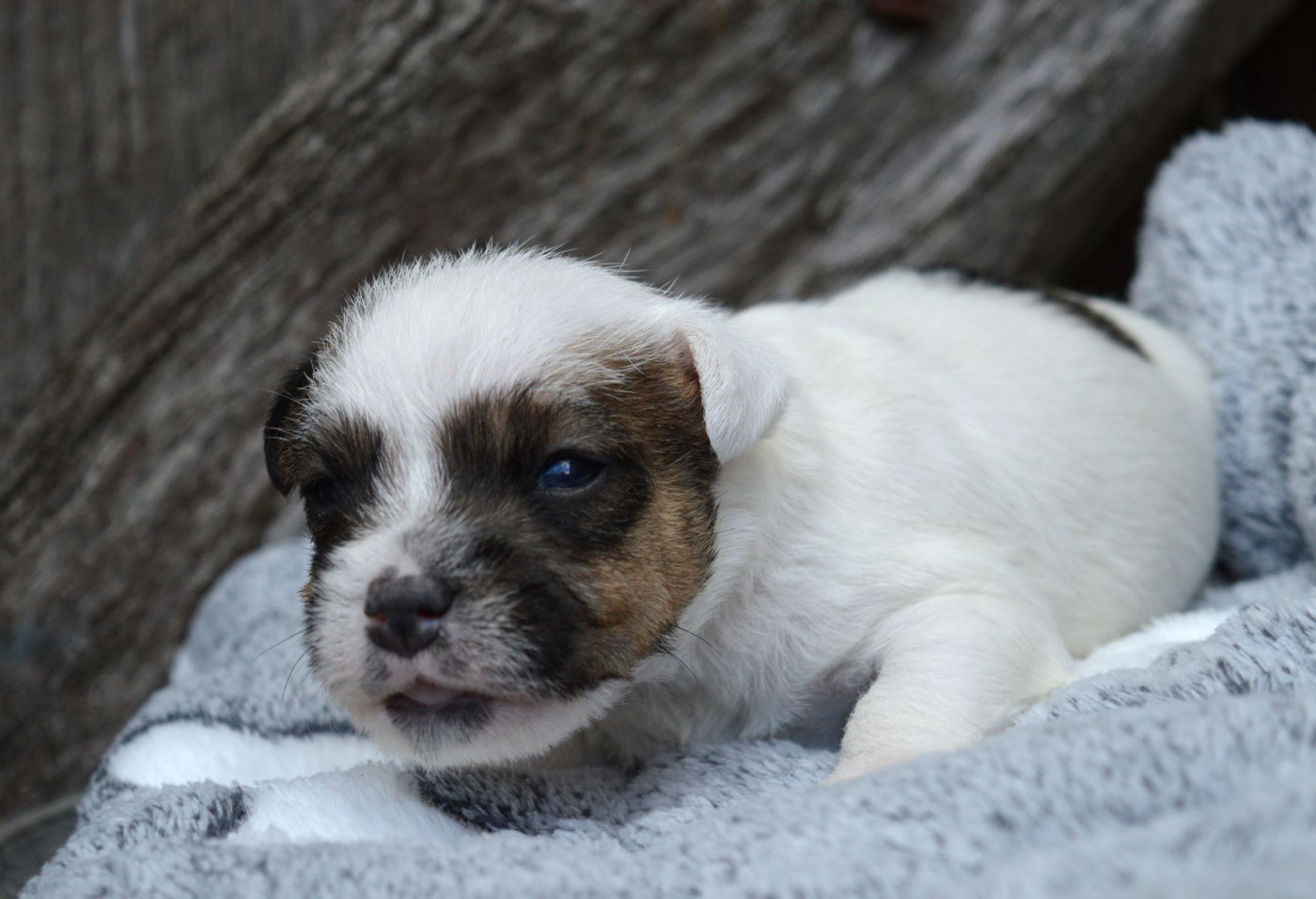 Du site corot - Chiots disponibles - Parson Russell Terrier
