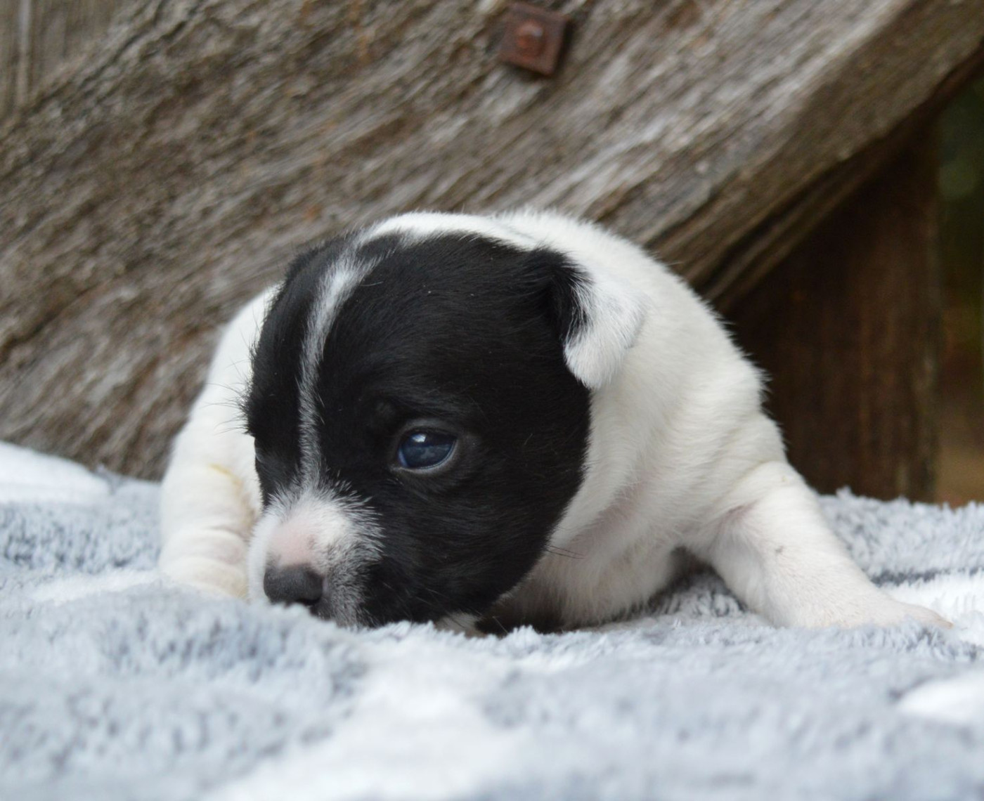 Du site corot - Chiots disponibles - Parson Russell Terrier