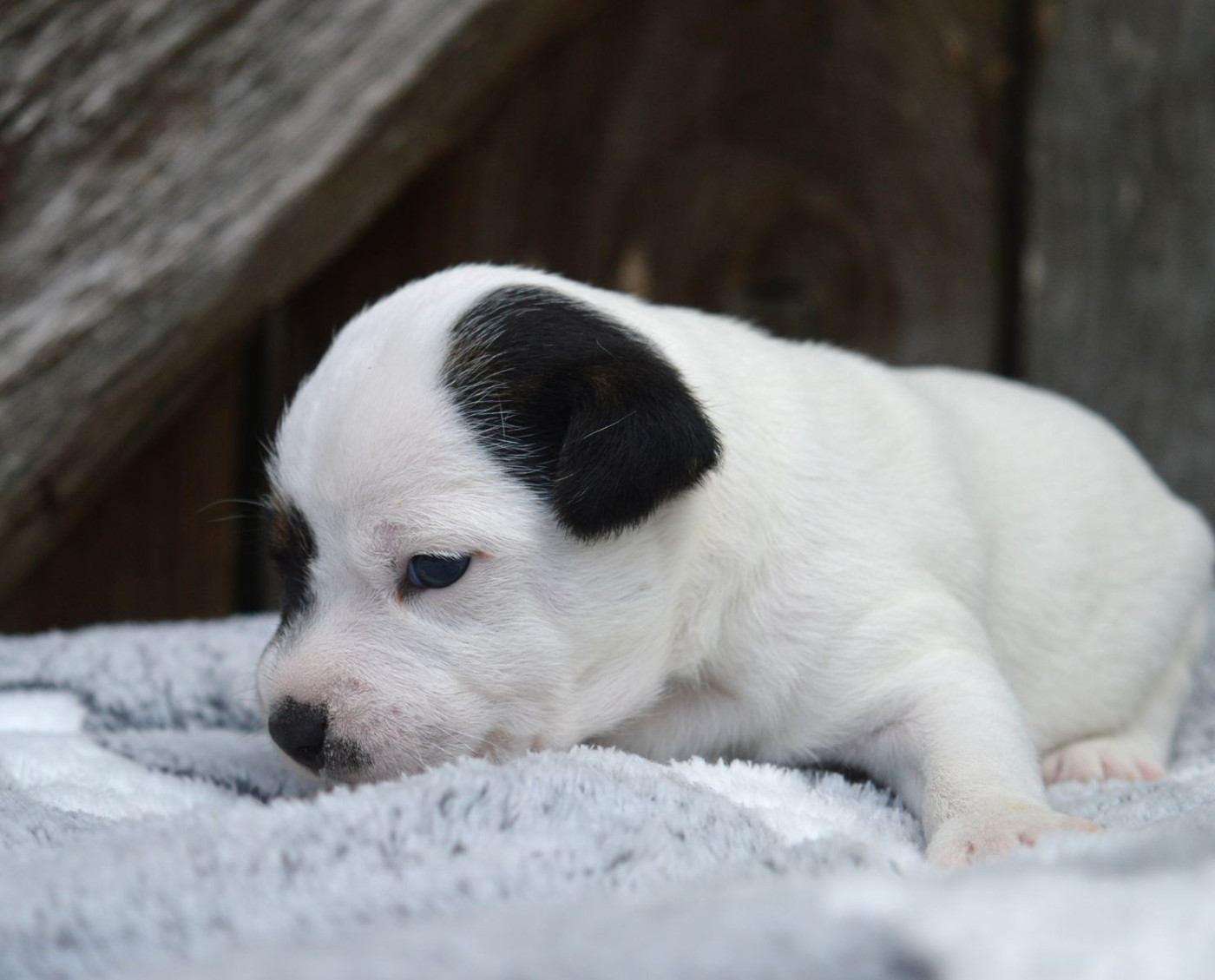 Du site corot - Chiots disponibles - Parson Russell Terrier