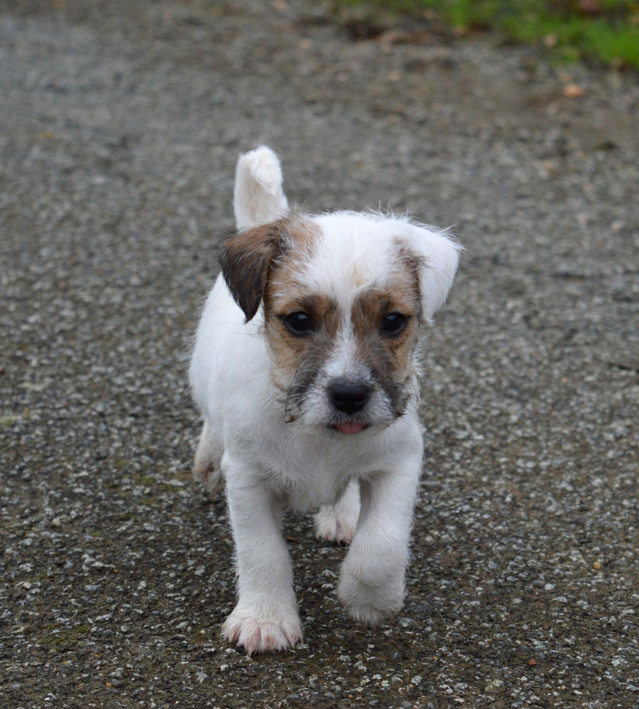 Du site corot - Chiots disponibles - Parson Russell Terrier