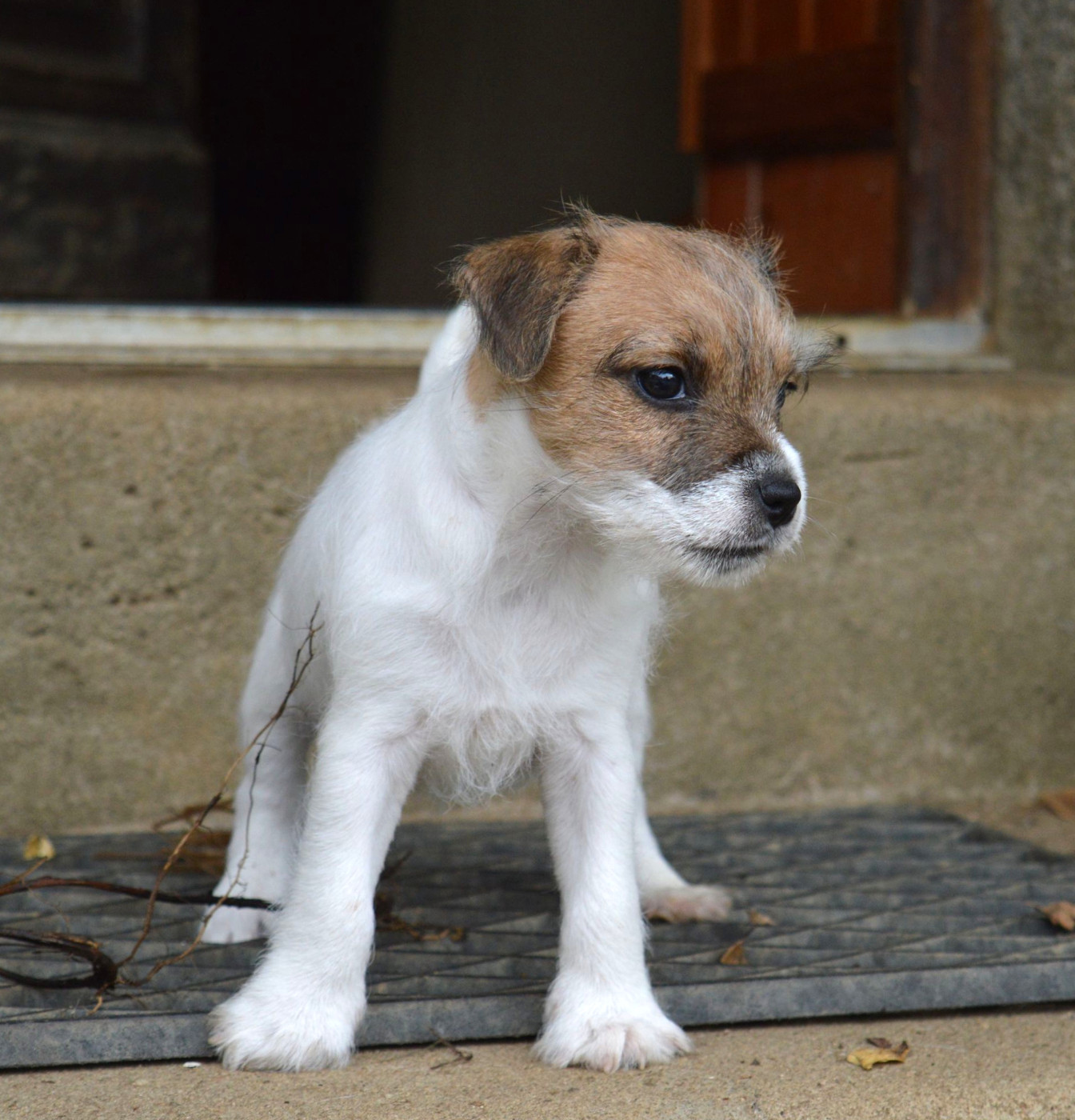 Du site corot - Chiots disponibles - Parson Russell Terrier