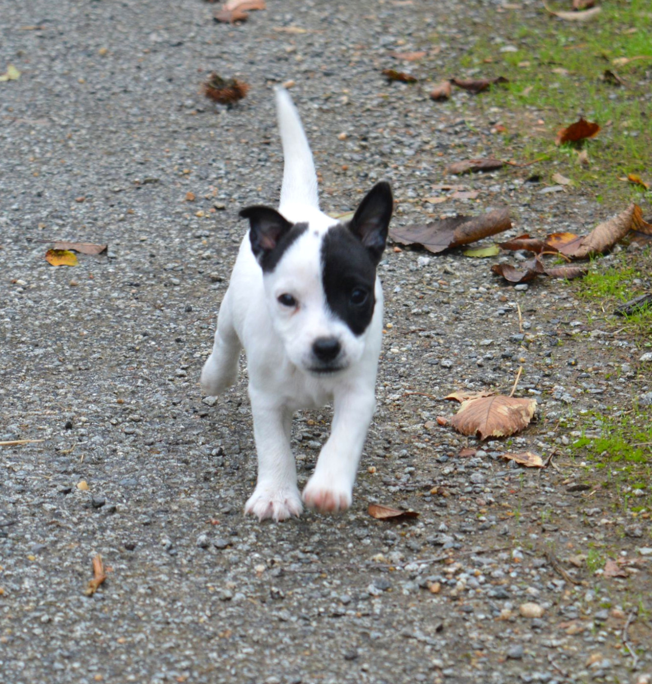 Du site corot - Chiots disponibles - Parson Russell Terrier