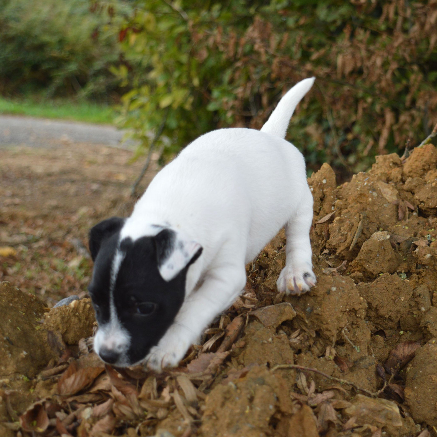 Du site corot - Chiots disponibles - Parson Russell Terrier