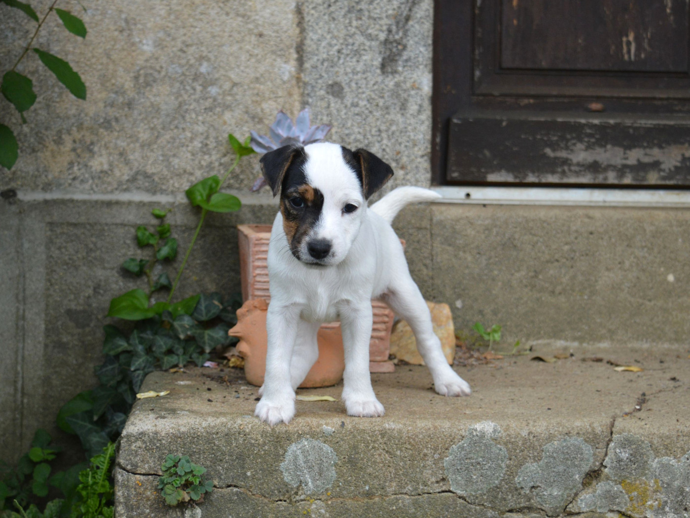 Du site corot - Chiots disponibles - Parson Russell Terrier