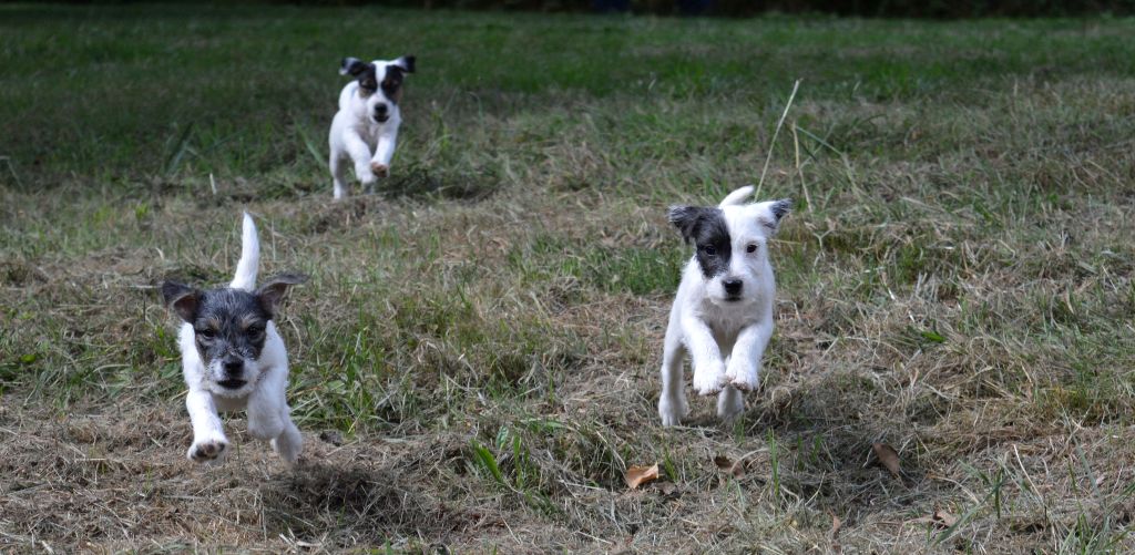 Du site corot - Parson Russell Terrier - Portée née le 25/05/2025