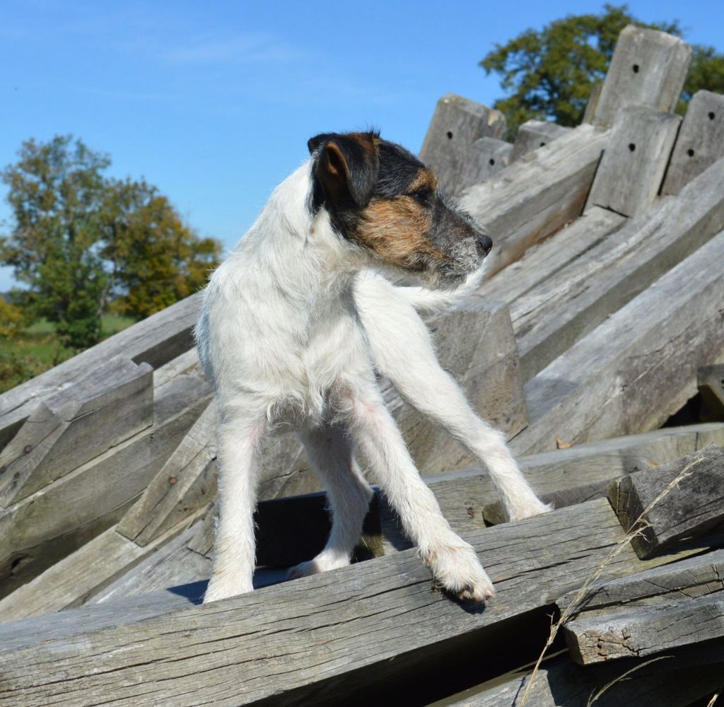 Chiot Parson Russell Terrier Du site corot