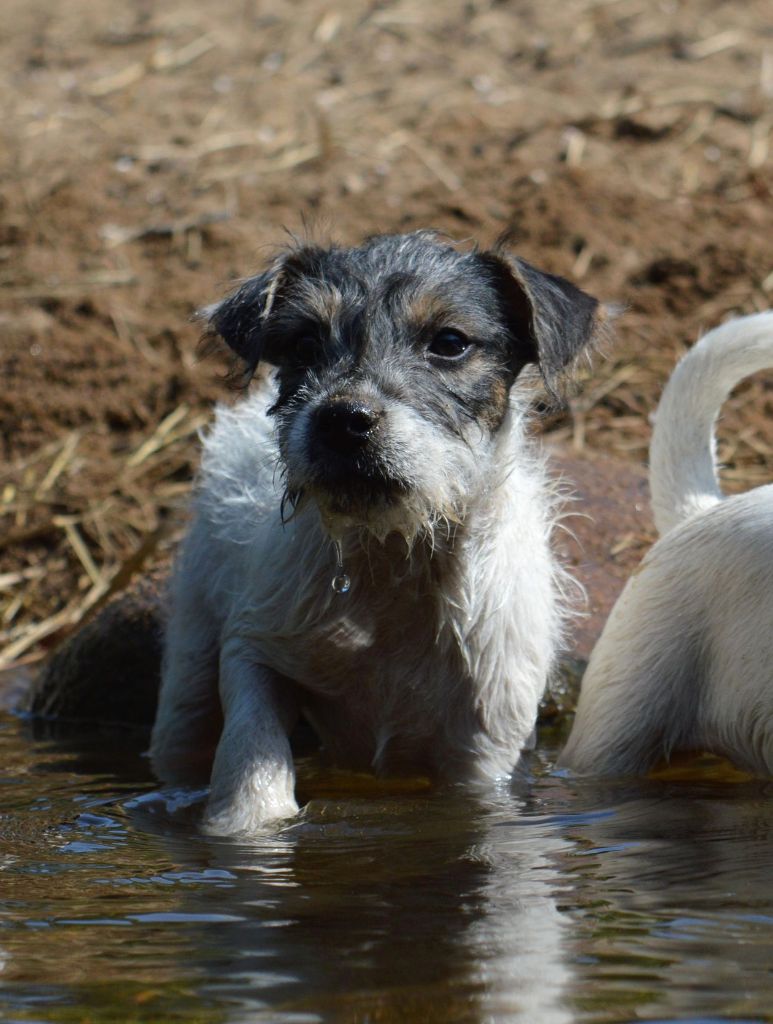 Du site corot - Chiots disponibles - Parson Russell Terrier