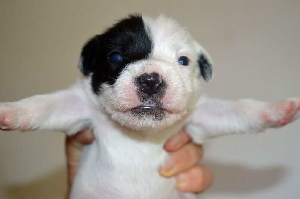 Du site corot - Chiots disponibles - Parson Russell Terrier