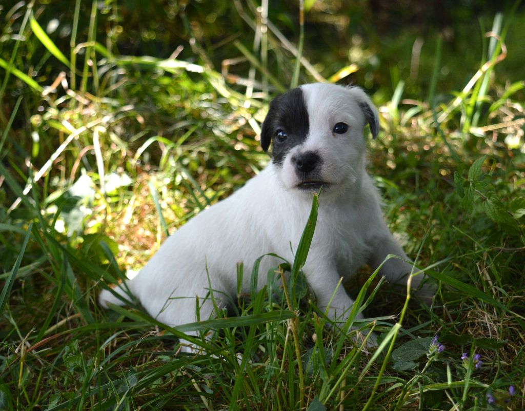 Du site corot - Chiots disponibles - Parson Russell Terrier