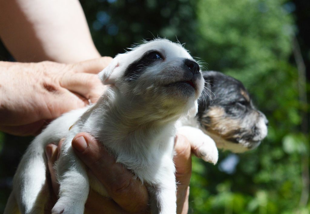 Du site corot - Chiots disponibles - Parson Russell Terrier