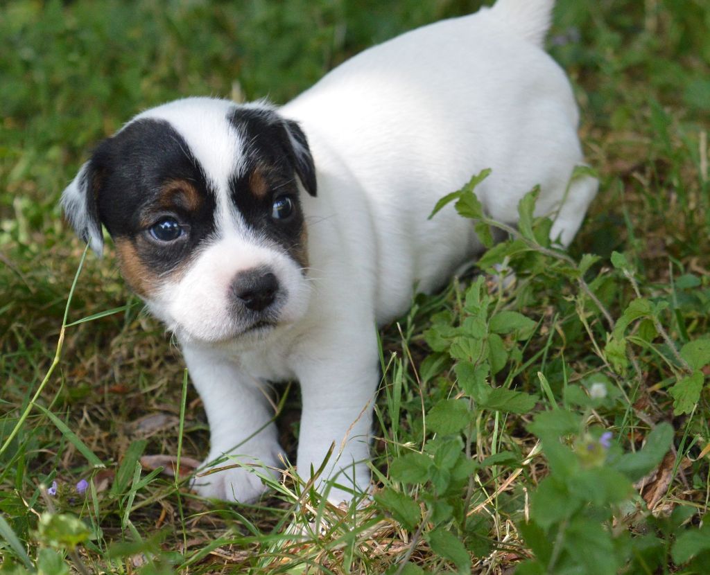 Du site corot - Chiots disponibles - Parson Russell Terrier