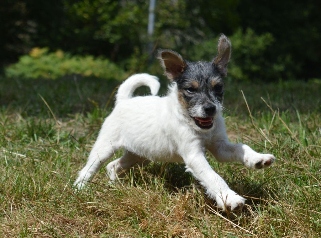 Chiot Parson Russell Terrier Du site corot