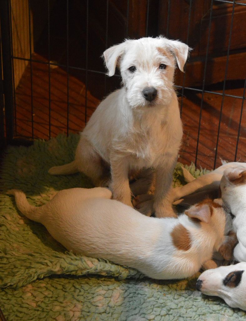 Du site corot - Parson Russell Terrier - Portée née le 31/08/2022