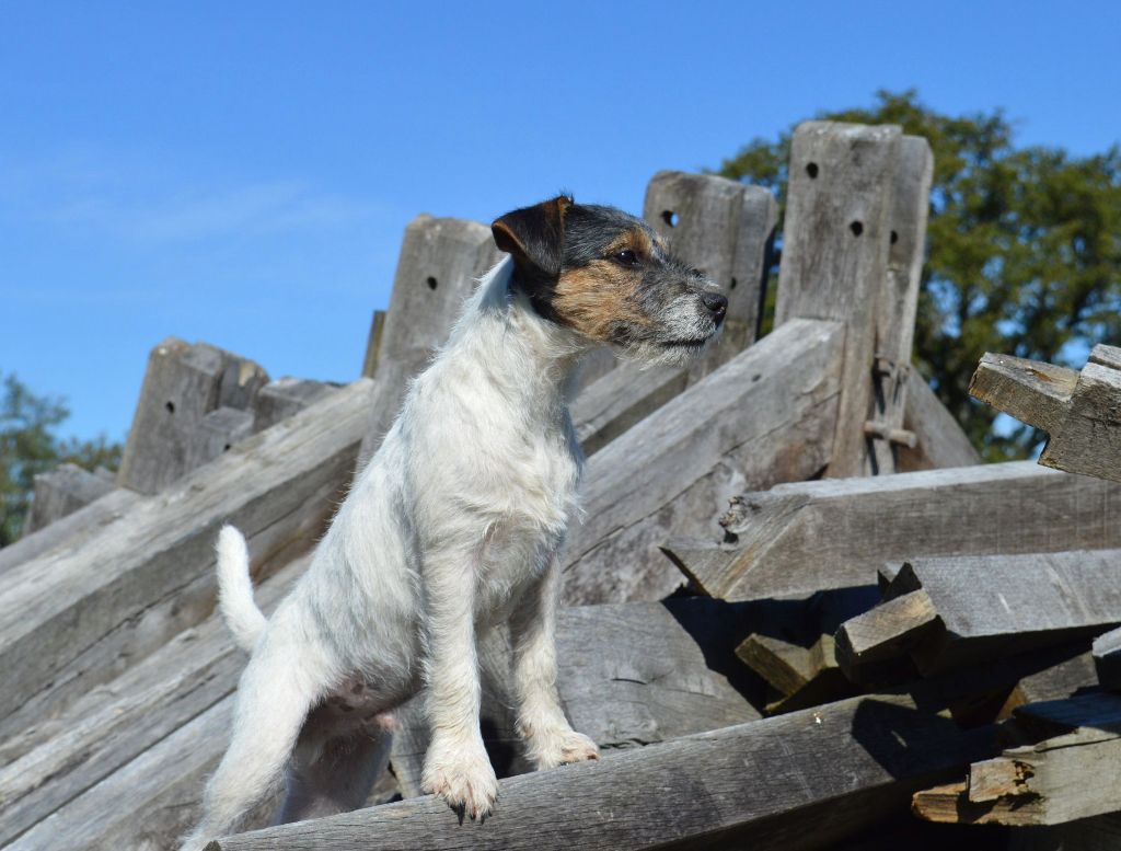Du site corot - Chiots disponibles - Parson Russell Terrier