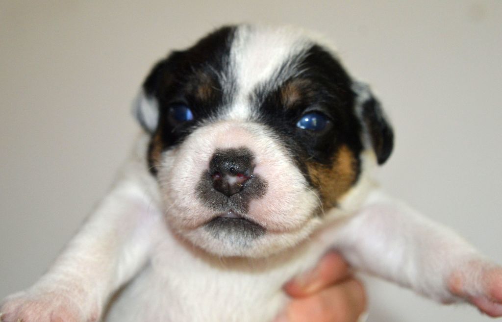 Du site corot - Chiots disponibles - Parson Russell Terrier