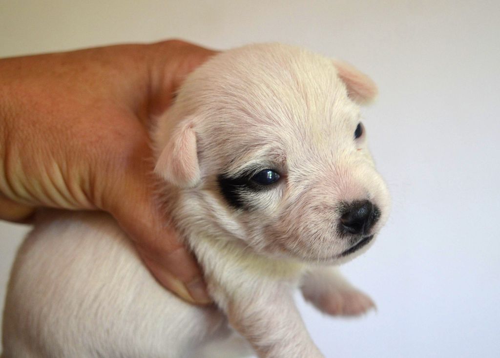Du site corot - Chiots disponibles - Parson Russell Terrier