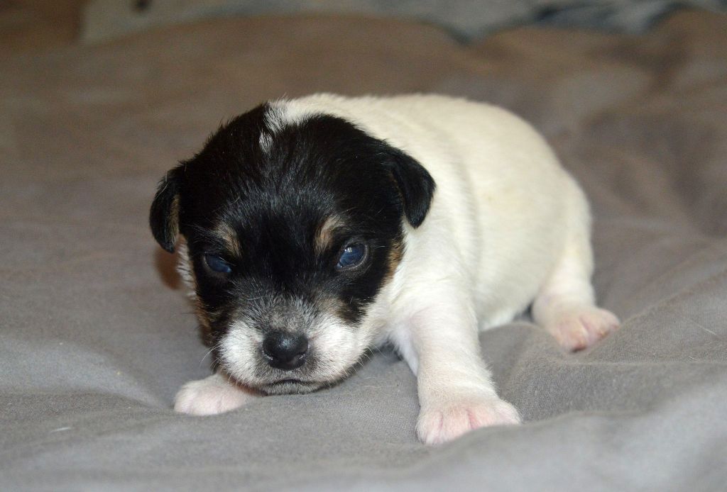 Du site corot - Chiots disponibles - Parson Russell Terrier