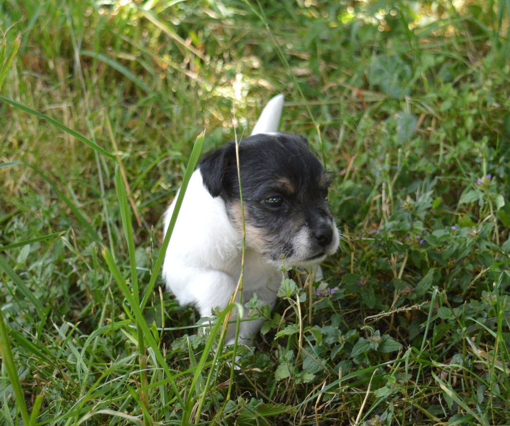Du site corot - Chiots disponibles - Parson Russell Terrier
