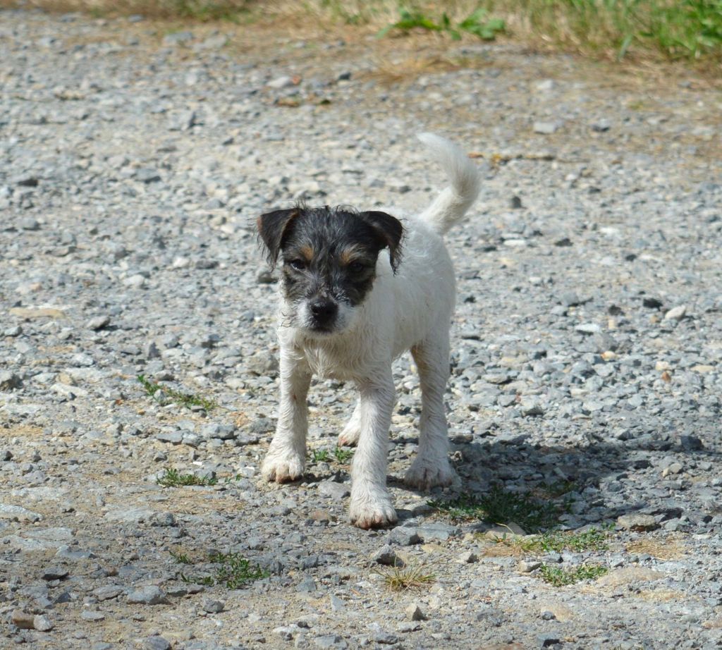Du site corot - Chiots disponibles - Parson Russell Terrier