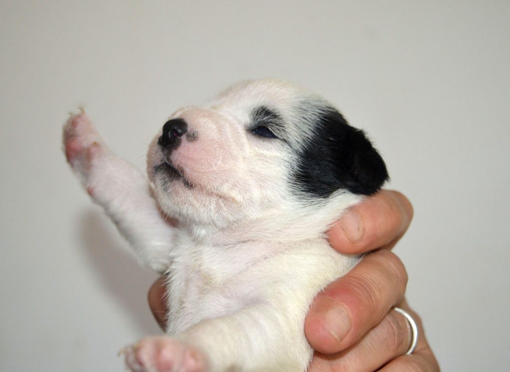 Du site corot - Chiots disponibles - Parson Russell Terrier